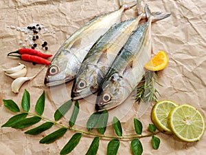 Indian Mackerel fish photo