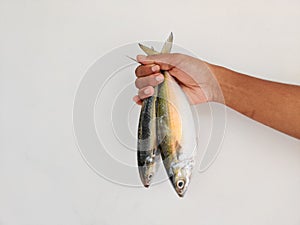 Indian Mackerel fish photo