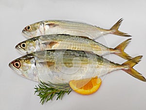 Indian Mackerel fish photo