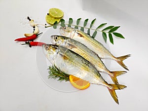 Indian Mackerel fish photo