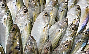 Indian Mackerel