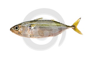 Indian Mackerel