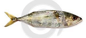 Indian mackerel