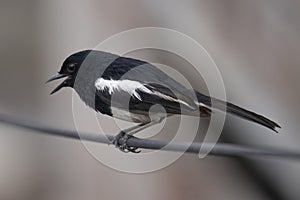 Indian Magpie Robin on branch, Axicoloides fulicatus, male