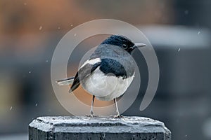 Indian magpie warbler Copsychus saularis) on a post in a snowy landscape