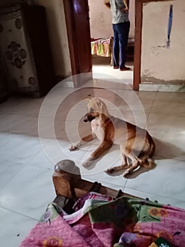 Indian mail my lovely dog in my house