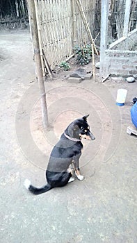 Indian mails situation villages dogs photo