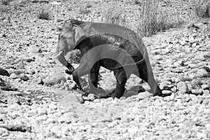 Indian male elephant tusker crossed the Ramganga river took a bath at Jim Corbett National Park