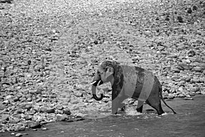 Indian male elephant tusker entering the Ramganga river and playing in the water at Jim Corbett National Park