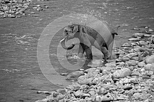 Indian male elephant tusker entering the Ramganga river and playing in the water at Jim Corbett National Park