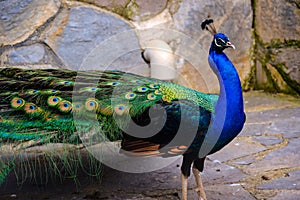 Indian Male Peacock