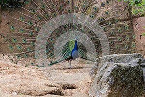 Indian Male Peacock