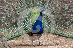 Indian Male Peacock