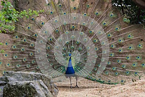 Indian Male Peacock