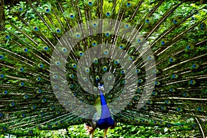 Indian Male Peacock dancing display