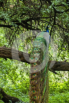 Indian Male Peacock dancing display
