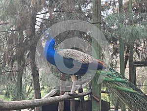 Indian Male Peacock with feather