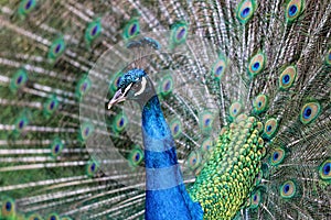 Indian male peacock (Pavo cristatus)