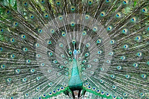Indian male peacock. Peacock shows its colorful plumage