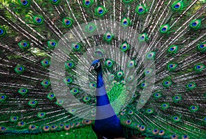 Indian male peacock shows it`s beautiful colorful plumage
