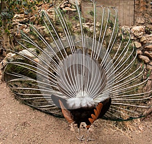 Peacock's real tail photo