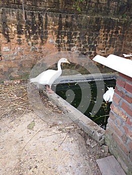 Indian male quacker