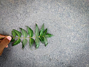 Indian man holding a neem leaves.Landscape