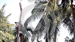 Indian man nicks in palm tree trunk to knock down under sky