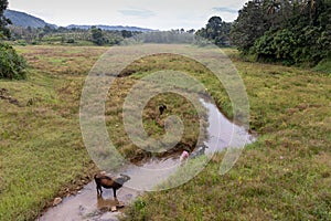 Indian man washing his three cows in a local river