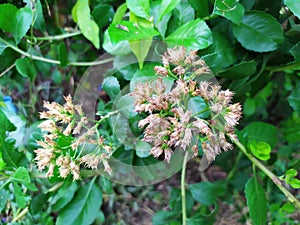 Indian marsh fleabane in thailand medicin