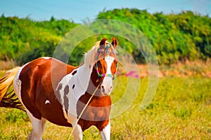 Indian marwari horse,white/brown horse on grass field,beautiful African horse on long grass ground,Portrait of horse wearing a rug