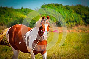 Indian marwari horse,white/brown horse on grass field,beautiful African horse on long grass ground,Portrait of horse wearing a rug