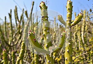 Indian meadows -cactus plants in desert