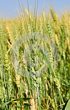 Indian meadows -fields of Punjab