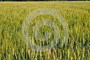 Indian meadows -fields of Punjab