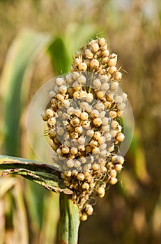 Indian meadows -fields of Punjab-Jowar