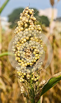 Indian meadows -Jowar rabbi crop