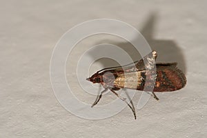 Indian meal moth pest, Plodia interpunctella