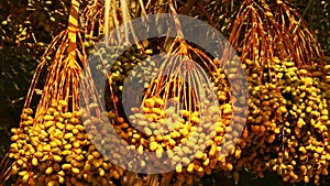 Indian Medicated Fruits on a tree