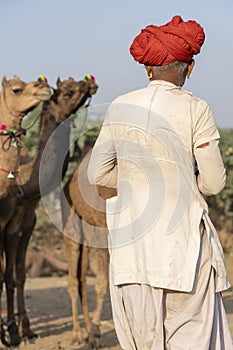 Indian man and herd camels during Pushkar Camel Mela, Rajasthan, India