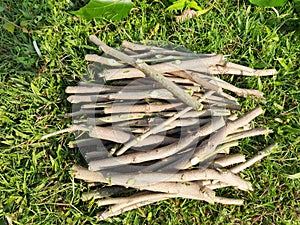 Indian Millettia pinnata or Pongamia pinnata wood sticks.