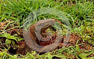 Indian Moniter Lizard, Varanus bengalensis, Bandipur National Park, Karnataka, India photo