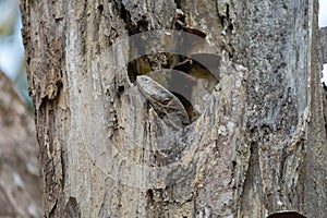 Indian Monitor Lizard in a Tree