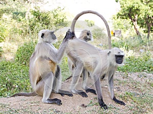 Indian Monkey