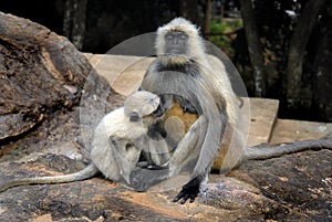 Indian Monkey