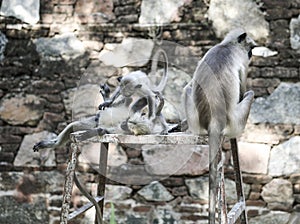 Indian Monkey Also Know as Indian Langur