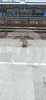 Indian monkey eating some food