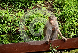 Indian Monkey with her baby