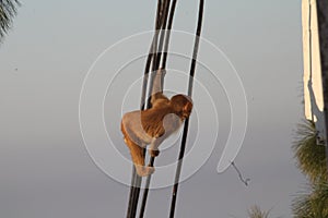 Indian monkey image with wirel