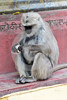 Indian Monkey